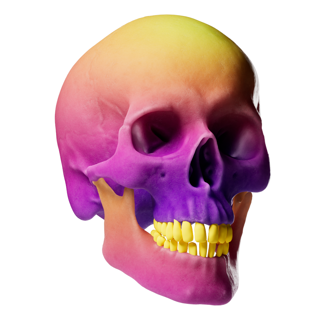 Image d'un crâne coloré